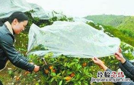 柑橘冬季防冻方法 柑橘冬季防冻方法视频