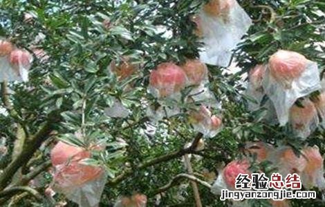石榴的套袋技术 石榴套袋视频教程