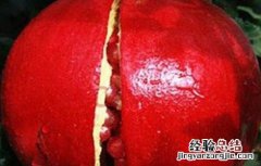 石榴的套袋技术 石榴套袋视频教程