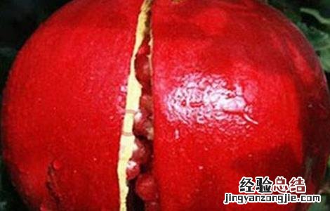 石榴的套袋技术 石榴套袋视频教程