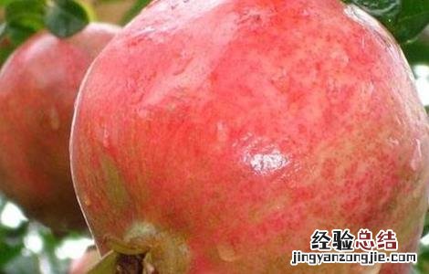 石榴的套袋技术 石榴套袋视频教程
