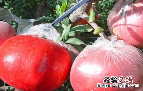 石榴的套袋技术 石榴套袋视频教程