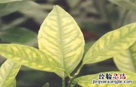 柑橘黄化的原因及解决方法图片 柑橘黄化的原因及解决方法