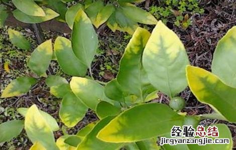 柑橘黄化的原因及解决方法图片 柑橘黄化的原因及解决方法