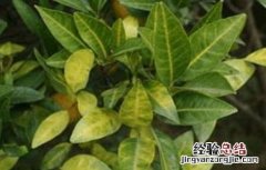 柑橘黄化的原因及解决方法图片 柑橘黄化的原因及解决方法