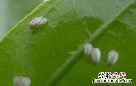 柑橘的常见病虫害防治方法 柑橘的病虫害及防治方法