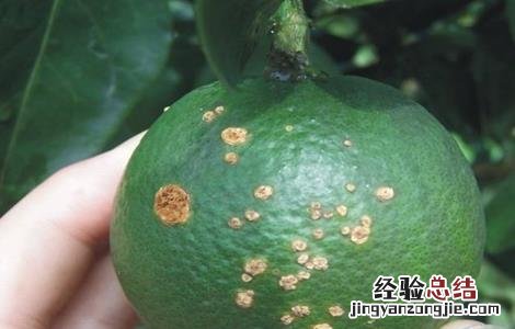 柑橘的常见病虫害防治方法 柑橘的病虫害及防治方法
