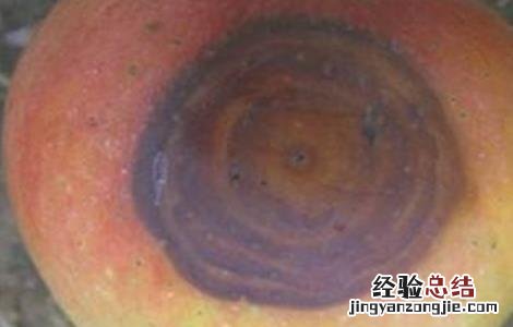 苹果常见病虫害防治方法视频 苹果常见病虫害防治方法