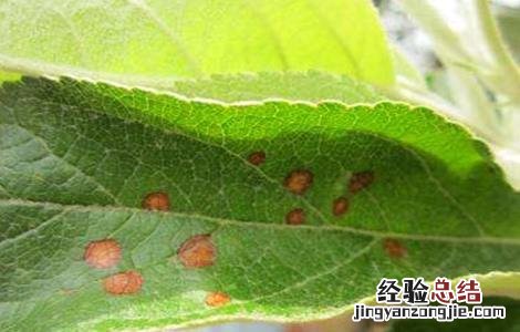苹果常见病虫害防治方法视频 苹果常见病虫害防治方法