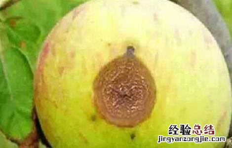 苹果常见病虫害防治方法视频 苹果常见病虫害防治方法