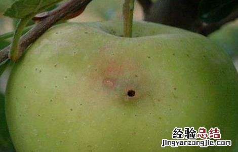 苹果常见病虫害防治方法视频 苹果常见病虫害防治方法