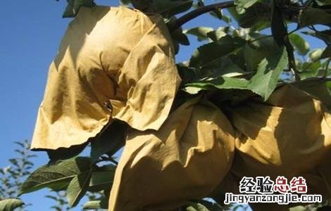 苹果套袋注意七要点 苹果套袋后的注意事项