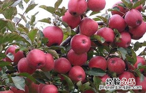 苹果种植环境要求 苹果种植环境要求标准