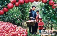 苹果种植环境要求 苹果种植环境要求标准