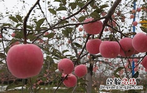 苹果种植环境要求 苹果种植环境要求标准
