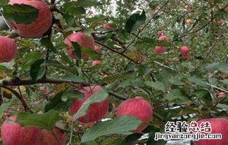苹果种植环境要求 苹果种植环境要求标准