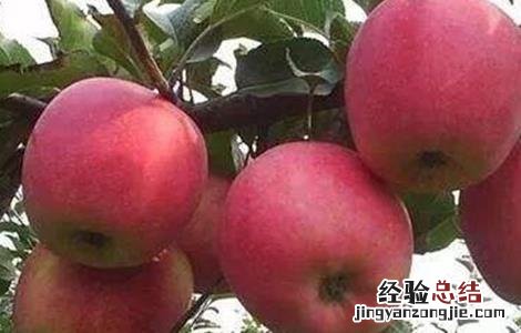 苹果高产种植技术 苹果高产栽培技术