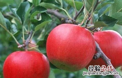 苹果高产种植技术 苹果高产栽培技术