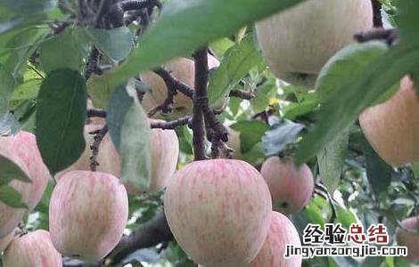 苹果高产种植技术 苹果高产栽培技术