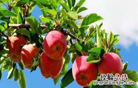 苹果高产种植技术 苹果高产栽培技术