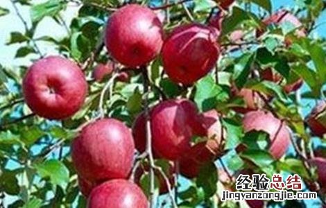 苹果高产种植技术 苹果高产栽培技术