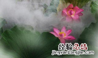 水芙蓉怎么养? 水芙蓉怎么养护