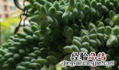 春萌多肉植物怎么浇水 春天多肉植物怎么浇水