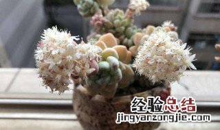 多肉植物劳尔开花图片 多肉劳尔开花吗