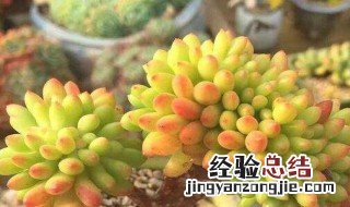 春萌缀化 养护 春萌缀化怎么养护