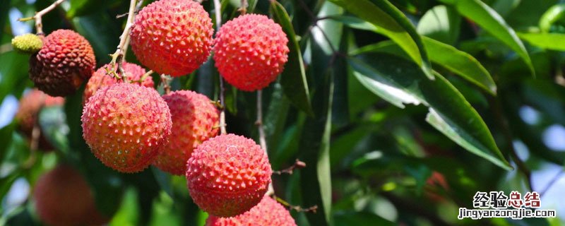 荔枝能不能在四川种啊