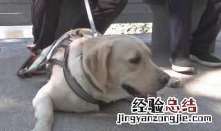 导盲犬能否上公交车 导盲犬可以上公交车吗法律规定