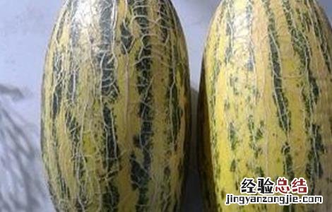 哈密瓜品种名称 哈密瓜的常见品种