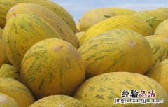 哈密瓜品种名称 哈密瓜的常见品种