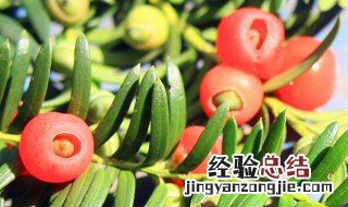 红豆杉怎么分公母图片 红豆杉怎么分公母