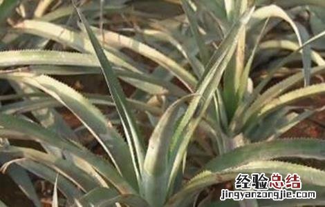 菠萝常见病虫害防治方法有哪些 菠萝常见病虫害防治方法