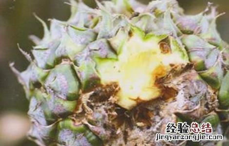 菠萝常见病虫害防治方法有哪些 菠萝常见病虫害防治方法
