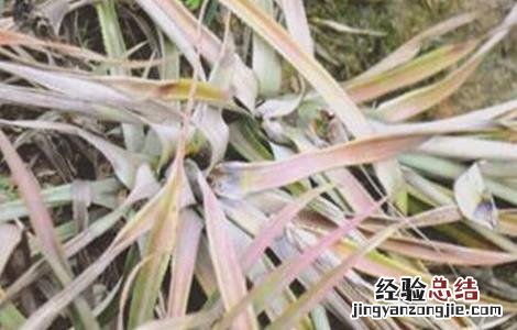 菠萝常见病虫害防治方法有哪些 菠萝常见病虫害防治方法