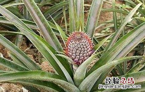 菠萝常见病虫害防治方法有哪些 菠萝常见病虫害防治方法