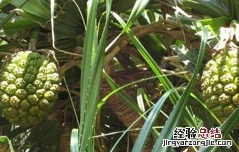菠萝常见病虫害防治方法有哪些 菠萝常见病虫害防治方法