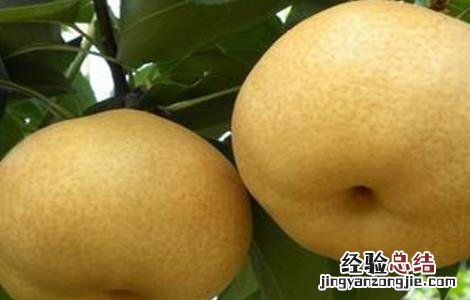 梨的高产种植技术与管理 梨的高产种植技术