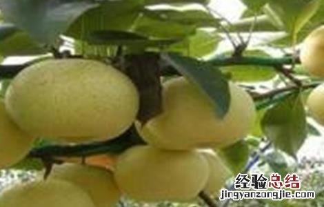 梨的高产种植技术与管理 梨的高产种植技术
