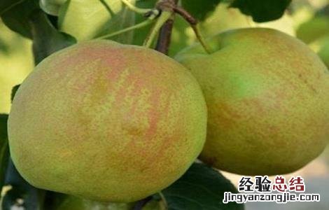梨的高产种植技术与管理 梨的高产种植技术