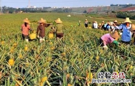 菠萝的高产种植技术 菠萝的高产种植技术有哪些