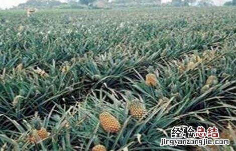菠萝的高产种植技术 菠萝的高产种植技术有哪些