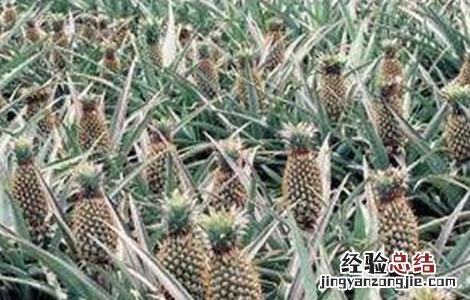 菠萝的高产种植技术 菠萝的高产种植技术有哪些