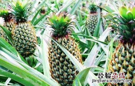 菠萝的高产种植技术 菠萝的高产种植技术有哪些