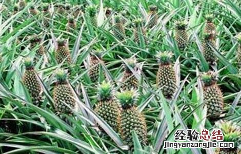 菠萝的高产种植技术 菠萝的高产种植技术有哪些