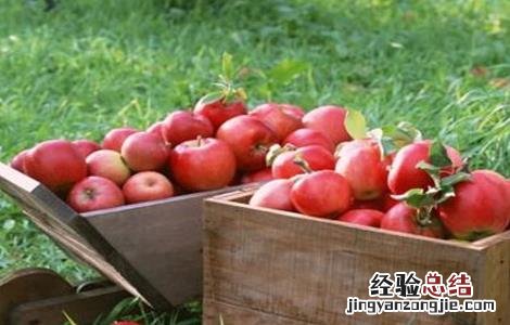 果农苹果园管理的误区 果农苹果园管理的误区分析