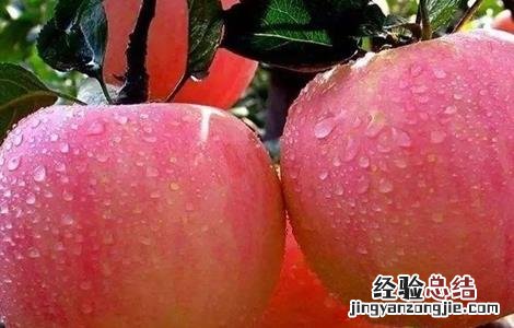 果农苹果园管理的误区 果农苹果园管理的误区分析