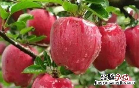 果农苹果园管理的误区 果农苹果园管理的误区分析